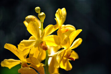 Fototapeta premium A picture of an orchid