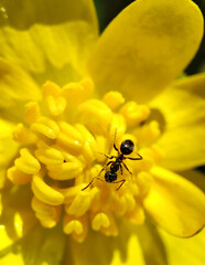ant in the meadow drinks nectar from a yellow flower, the best photo wallpaper Macro photo. Close-up