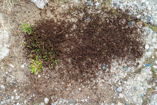 A Swarm Of Pavement Ants On An Old Sidewalk
