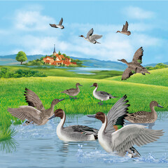canard pilet, colonie,  étang, chasse, village, en nage, en vol , sauvage, migrateur, oie, animal, nature, faune, oiseau, canard, gazon, eau, blanc, vert, bec, parc, lac, paysage