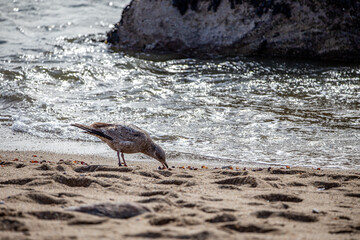 Seagull eating on the Beach