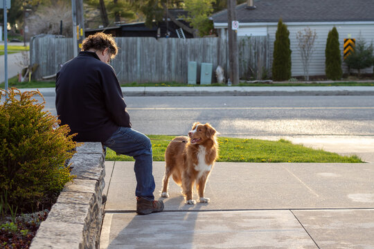 On-leash Nova Scotia Duck Tolling Retriever standing on a sidewalk while his owner, a man, sits on a garden ledge looking down. 