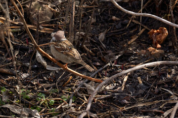 Spring. A sparrow sits on a branch of a bush.