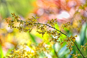 A picture of an orchid