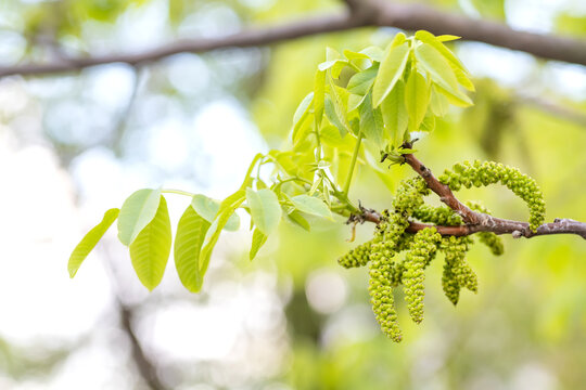 Walnut blooms. Walnuts young leaves and inflorescence on a city background. flower of walnut on the branch of tree in the spring. Honey plants Ukraine. Collect pollen from flowers and buds
