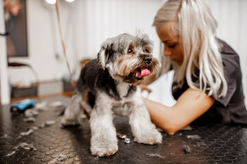 Young blond professional groomer love her job with yorkshire dog and all of the pets.