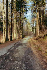 Obraz premium Path in the mountain woods with no people