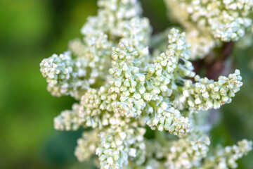 Rheum rhaponticum, rhapontic rhubarb at time of mass flowering. White flowers close-up. Burning with large leaves and an edible stem