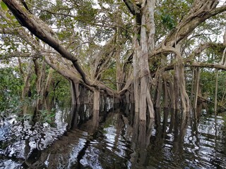 Ficus insipida is a tropical tree in the fig genus of the family Moraceae, in the flooded Amazon rainforest, Brazil.
