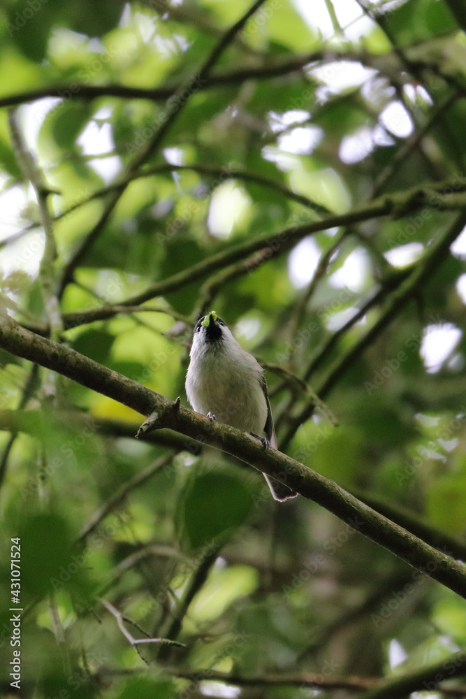 Canvas Prints willow tit