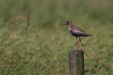 redshank