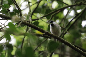 willow tit