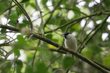 Obraz premium willow tit