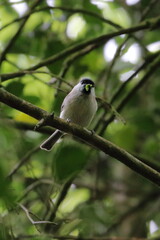 willow tit