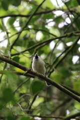 willow tit
