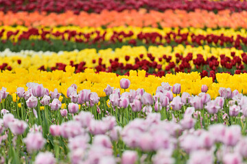 チューリップ畑