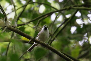 willow tit