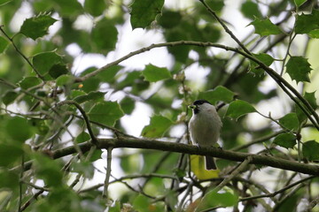 willow tit
