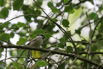willow tit