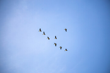 Flock of Geese in flight