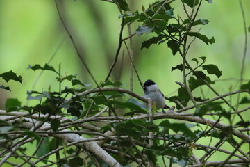 willow tit