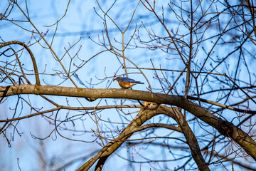 Blue Bird in a Tree
