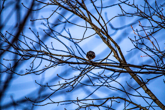 Common Grackel in a Tree
