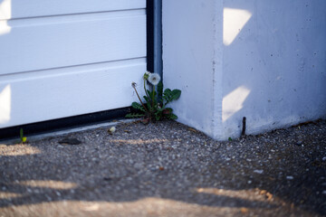 Pusteblume in Garagenecke