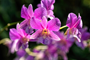 A picture of an orchid