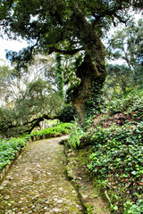 Fototapeta na wymiar Path between green vegetation in a garden