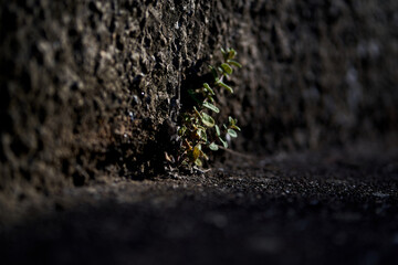 Pflanze w&auml;chst aus Steinspalt