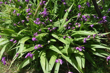 Brilliant purple flowers 