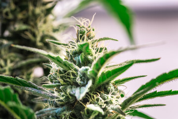Obraz premium HDR close up shot of a cannabis plant blossom