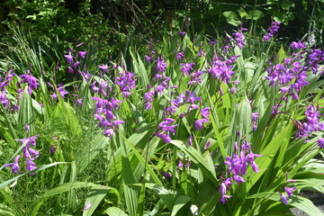 Brilliant purple flowers "Hyacinth orchid"
