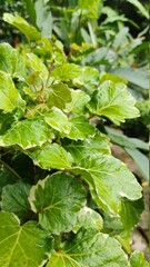 hojas verdes en el campo