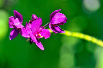 A picture of an orchid