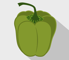 Fresh bell pepper. Vector paprika. Green sweet pepper.