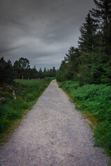 The Black Forest of Germany