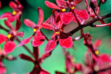 A picture of an orchid