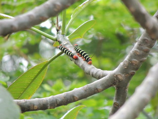 gusanos en la rama de un árbol 
