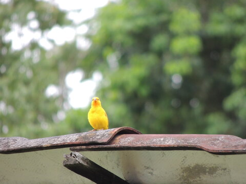pajarito amarillo enzima de un tejado 