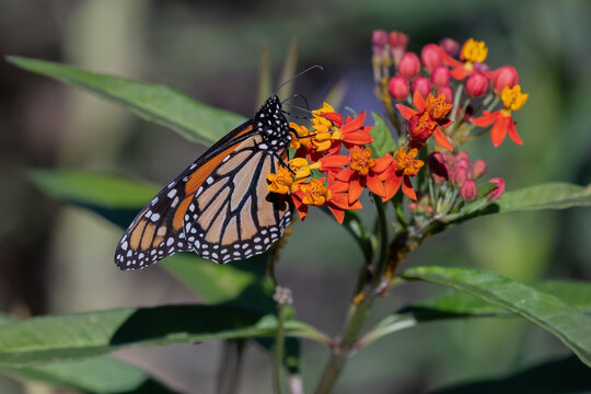 Western Monarch Butterfly Feeding on Orange and Yellow Milkweed Flowers