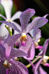 Fototapeta na wymiar A picture of an orchid