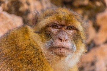 Fototapeta premium Portrait of a wild barbary ape, Morocco