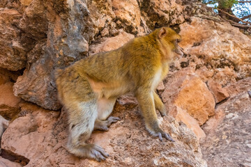 Wild barbary ape in the mountains of Morocco