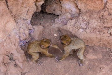 Wild baby barbary monkeys playing in their lair in the mountains of Morocco