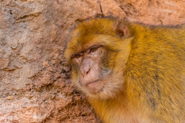 Close up of a barbary ape, Morocco
