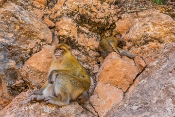 Wild barbary ape sitting in the rocky mountains of Morocco