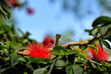 A picture of a flower