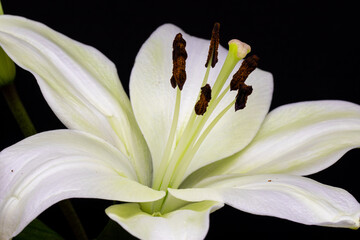 white calla lily